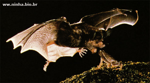 morcego capturando um sapo