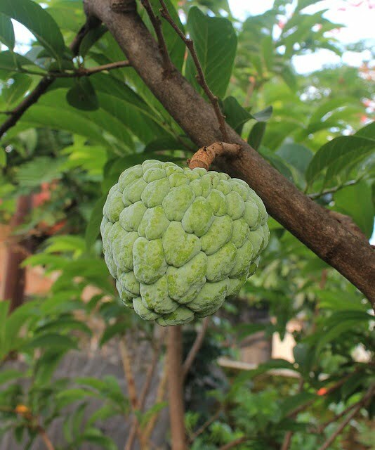 Cherimoia. Imagem de Maya A. P por Pixabay.