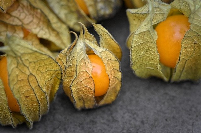 Physalis. Imagem de Alexas_Fotos por Pixabay.